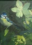Blue tit with winter rose by Chloe Mandy, Painting, Oil on Board